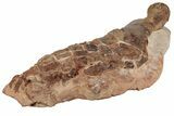 Fossil Plesiosaur Paddle - Asfla, Morocco #199979-3